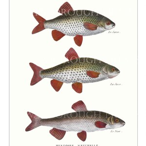 May include: A vintage illustration of three fish, labelled "Le Sarve", "La Jasse", and "Le Nase", with the text "HISTOIRE NATURELLE" at the bottom. The fish are depicted in a realistic style with detailed scales and fins.