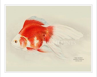 Ryukin Goldfish Wall Art Fringetail Goldfish Print Japanese Koi Carp Fish Tank Art on Watercolour Paper