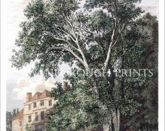 Oriental Plane at Lee Place Decorative Giclée Print taken from The Original Engraving by Jacob Strutt.