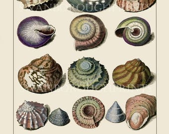 Shell Print, 19 Seashells, Coastal Wall Art, Giclée Water colour Paper