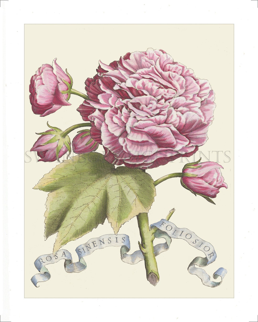 Filigraphy Roses Print of a Pink Rose, Rosa Sinensis Foliosior Print Taken From the ...