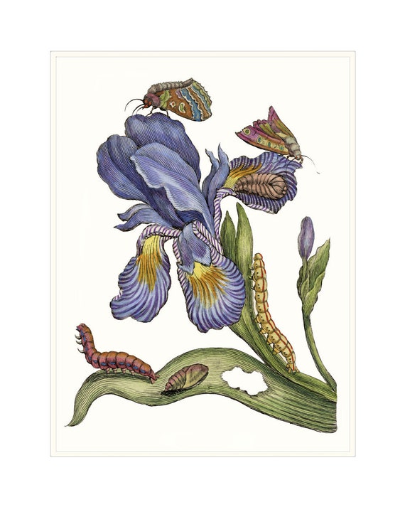 Blue Iris Flower, Blue Art Print Blue Home Decor, Wall Art Decor Cottage Garden Flower Wall Art, Gardening Art Gift.