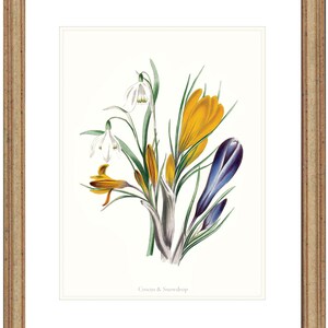 May include: A vintage botanical illustration featuring a bouquet of white snowdrops and yellow crocuses with purple accents. The flowers are depicted in a realistic style with delicate details. The image is titled "Crocus & Snowdrop".
