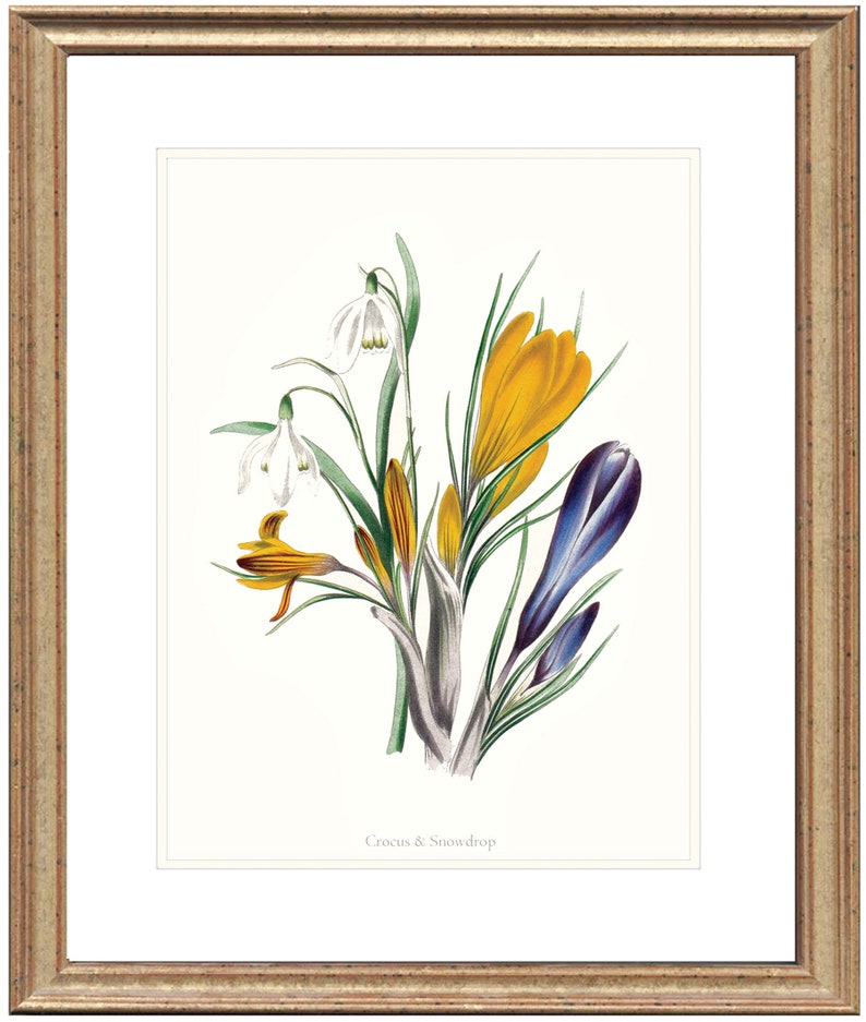 May include: A vintage botanical illustration featuring a bouquet of white snowdrops and yellow crocuses with purple accents. The flowers are depicted in a realistic style with delicate details. The image is titled "Crocus & Snowdrop".