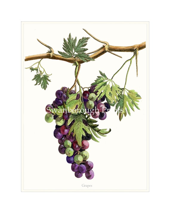 ヴィンテージ　デスク　grape bunch Buy Concord Bunch Grapevines Online at Ty Ty Nursery