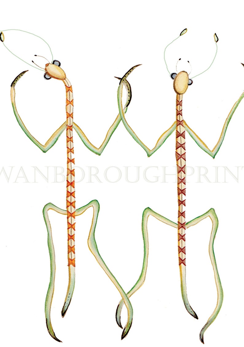 Stick Insect Entomology Print Stick Insect Art Print - Etsy UK