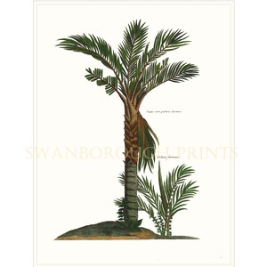 Palm Tree Wall Art Print. Palm Tree Wall Decor. Tropical Beach Home Decor. Tropical Palm Tree Print in a Template Bathroom Decor Print.