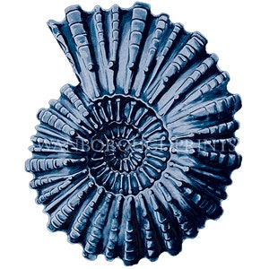 Stampa ammonite blu navy. Stampa ammonite blu arte della vita marina Giclée stampata su carta liscia per acquerello d'archivio
