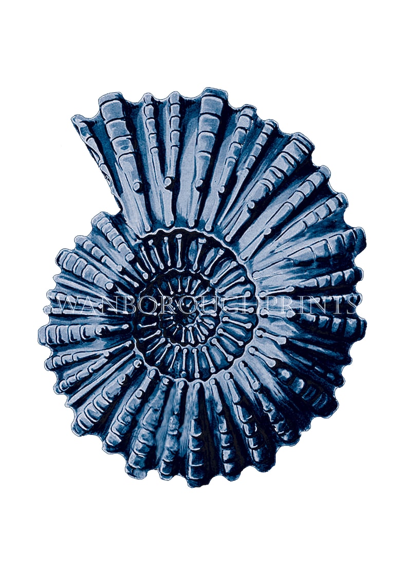 Pu&ograve; includere: Un fossile di ammonite blu a forma di spirale con una superficie testurizzata.