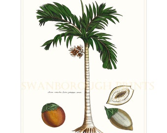 Palm Tree Print. Tropical Palm Tree. Coconut Palm Painting Print. Onto Watercolour Paper