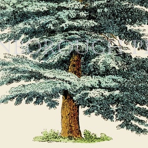 Cedar of Lebanon Tree Art Print Lebanese Flag Cedar Tree - Etsy