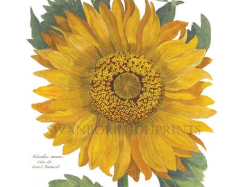 Sunflower Watercolor Art Print, French Country Botanical Decor
