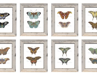 Butterfly Art Prints Eight Butterfly Wall Art Prints Conservatory or Cottage Garden  Wall Art. Butterfly Wall Decor. Special Price