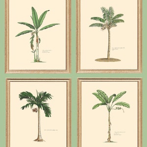 Palm Tree Prints Set of Four Palm Trees Tropical Wall Art Coastal Living Palm Trees. Palm Print Decor.