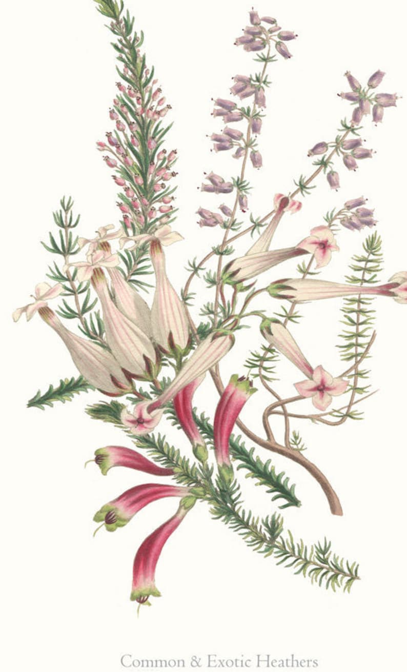 Scottish Heather Wall Art Print Pink Heather Flowers Wall Etsy UK