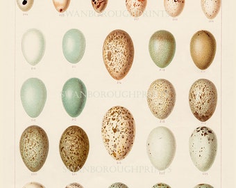 Birds & Bird Eggs Prints