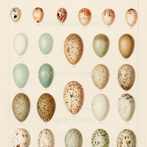 Bird Eggs Print showing Field Birds Eggs in Pastel Colours on Archival Smooth Watercolour Paper