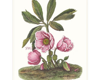 Hellebore Niger Flower Print. Pink Flower Drawing. Floral Wall Art. Pink Flower Picture. Cottage Garden Plant. Pink Flowers Wall Decor.