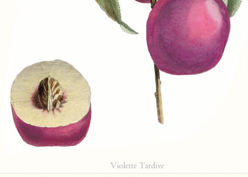 Plum Fruit Print From Original Antique Plum Home Decor Living Etsy