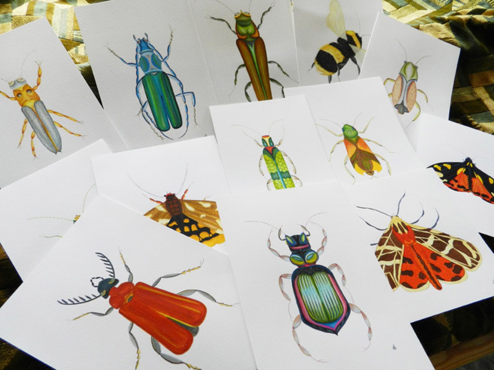 Stick Insect Entomology Print Walking Stick Insect Art Print. Etsy