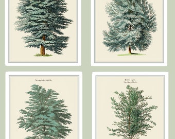 Four Woodland Tree Prints The Cedar of Lebanon, The English Elm, Aleppo Pine, and The Black Birch, Decorative Wall Art Prints