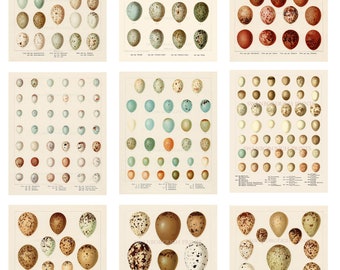 Bird Eggs, Group of Nine Prints, Hedgerow, Field, Song Birds, Sea Bird, Marsh Land, Birds of Prey, Carrion Bird Eggs Approximately 218 Shown