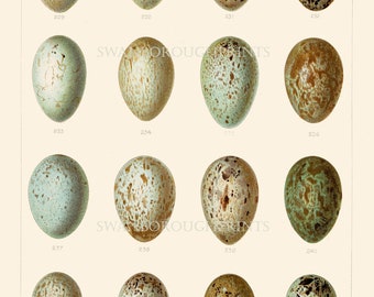 Carrion Eggs Raven Rook and Crow Bird Eggs Print. 16 Blue and Green Speckled Bird Eggs Wall Art Print Giclée Printed onto Archival Paper.