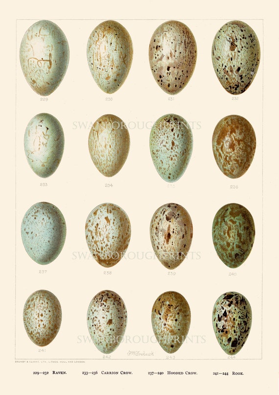 Speckled Bird Eggs Print, Raven Rook Crow Giclée Wall Art Speckled Bird Eggs Print, Raven Rook Crow Giclée Wall Art