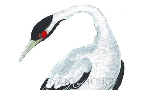 12,458 Crane Bird Drawing Royalty-Free Photos and Stock Images |  Shutterstock