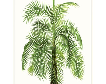 Palm Tree Wall Print. Tropical Beach Palm Print. Beach House Home Decor. Giclée Printed onto Smooth Archival Paper.