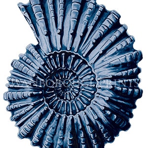 Pu&ograve; includere: Un fossile di ammonite blu e bianco a forma di spirale. Il fossile &egrave; dettagliato e intricato.