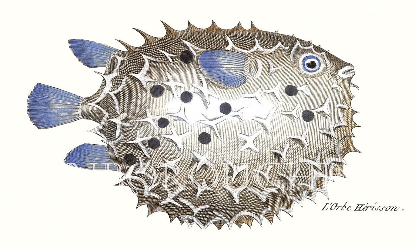 Toadfish Military Discount