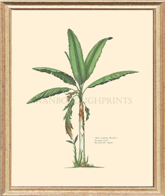 Banana Palm Tree Print Art Illustration Coastal Home Tropical Palm Tree  Print. - Etsy