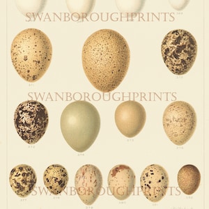 Bird Eggs Print showing Game Birds Eggs in Pastel Colours Giclée Printed onto Archival Smooth Watercolour Paper.