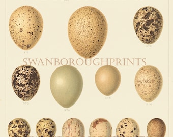 Bird Eggs Print showing Game Birds Eggs in Pastel Colours Giclée Printed onto Archival Smooth Watercolour Paper.