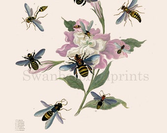 Bees and Wasp Print, Honey Bees Print from an Insect Drawing Entomology Bees Insect Print. Giclée printed on to Watercolour Paper.