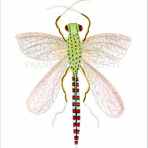 May include: A detailed illustration of a green and yellow dragonfly with red and blue markings on its abdomen. The dragonfly has delicate, translucent wings and is depicted against a white background.