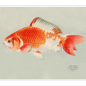 Wakin Goldfish Print. The Common Goldfish Japanese Koi Fish Bathroom Print. Orange and Cream Decor.
