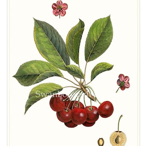 Red Cherry Art Print Kitchen/Dining Room Wall Decoration Colourful Wall Decor Botanical Cherry Print