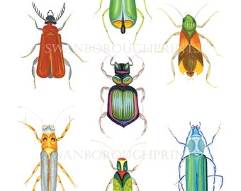 Insect Art Print Beetles Bugs Insect Print, Giclée Printed onto Archival Watercolour Paper Print from Original Watercolour.