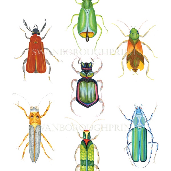 Insect Art Print Beetles Bugs Insect Print, Giclée Printed onto Archival Watercolour Paper Print from Original Watercolour.