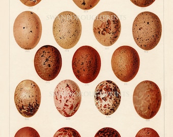 Birds of Prey Eggs Print. Raptor Bird Eggs. Falconry Bird Eggs Print Giclée Printed onto Archival Smooth Watercolour Paper