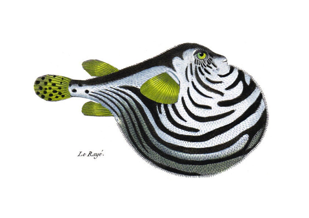 Puffer Fish Print. Tropical Fish Wall Art Coral Reef Fish Print