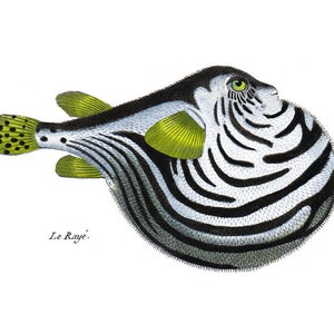 Puffer Fish Print. Tropical Fish Wall Art Coral Reef Fish Print. Caribbean Ocean Fish Print Beach Home Fish Decor Coastal Cottage Art.