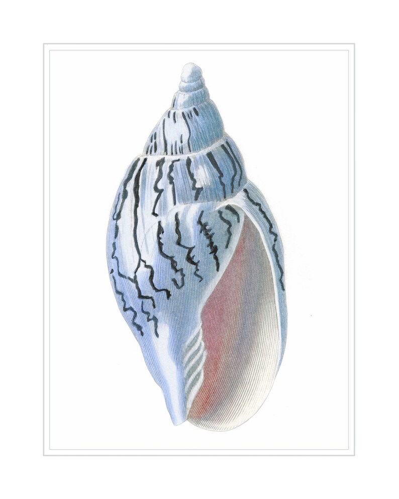Six Blue and White Sea Shell Prints, Coastal Home Sea Life Decor, - Etsy