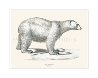 Polar Bear Print Artic Wild Life Theme