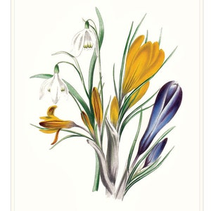 May include: A vintage botanical illustration of a bouquet of spring flowers. The bouquet includes white snowdrops, yellow crocuses, and purple crocuses. The illustration is titled "Crocus & Snowdrop".
