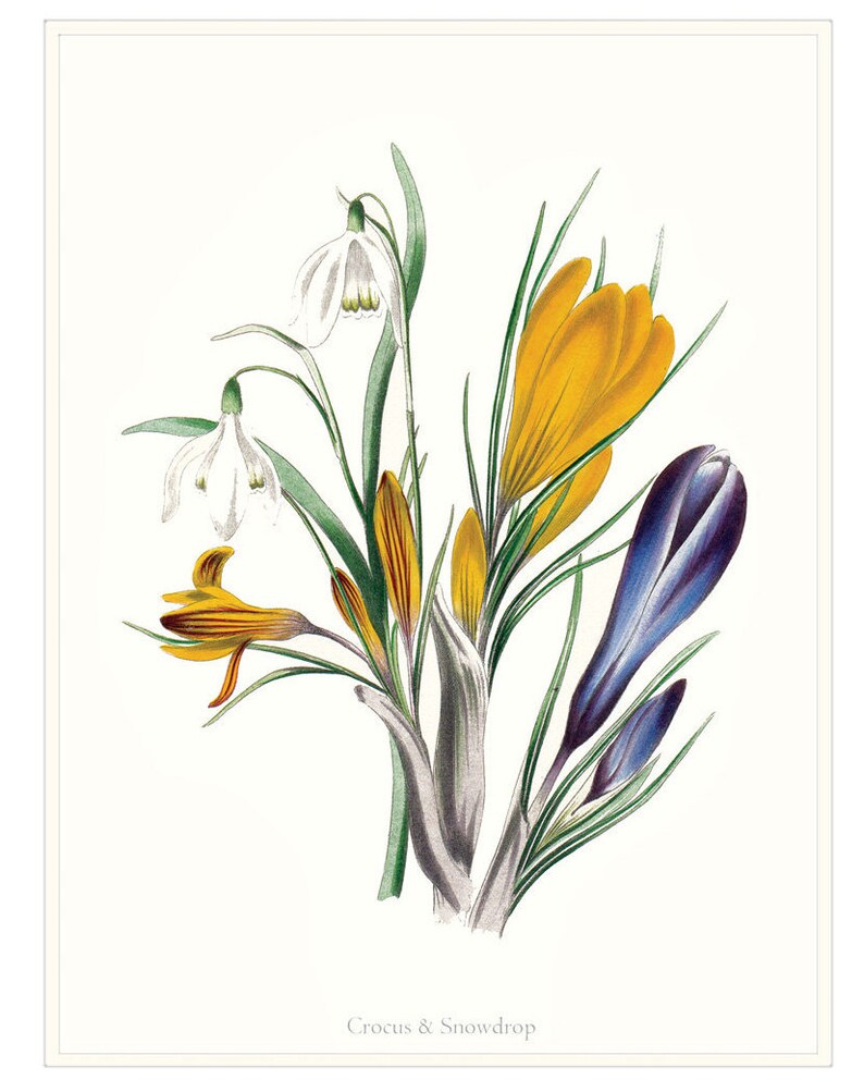 May include: A vintage botanical illustration of a bouquet of spring flowers. The bouquet includes white snowdrops, yellow crocuses, and purple crocuses. The illustration is titled "Crocus & Snowdrop".