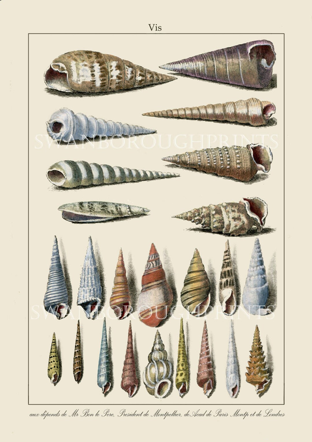 Color Shells Print Sea Shell Print Showing 24 Shells of Various Colours, Originally Hand ...
