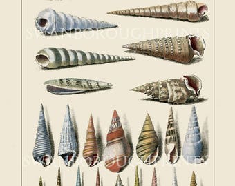 Sealife. Corals. Shells